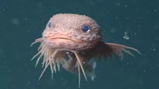 "وحش البحر الكيوت".. اكتشاف سمكة حلزون تشبه شخصية بوكيمون