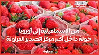 من الإسماعيلية إلى أوروبا.. جولة داخل أكبر مركز لتصدير الفراولة