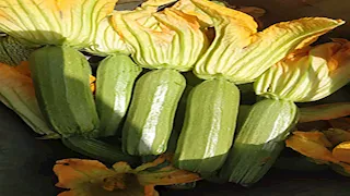 صور- وزارة الزراعة تعلن أصنافا جديدة من الطماطم والفاصولياء والكوسة 