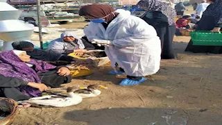 الزراعة: تحصين أكثر من 768 ألف طائر لحماية الثروة الداجنة