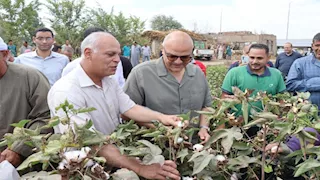 بالصور- محافظ القليوبية يتفقد حصاد القطن بكفر شكر