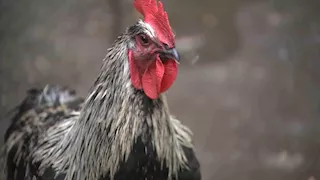 كم دجاجة لازمة لقتل فيل؟.. تعرف على أغرب الأسئلة المطروحة لـ"شات جي بي تي"