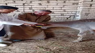 بالصور- تحصين أكثر من 219 ألف رأس ماشية ضد الحمى القلاعية بالدقهلية 