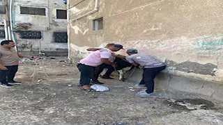 المهلة انتهت.. مصادرة الماشية من الشوارع والطرق في بورسعيد - صور