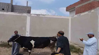 بيطري الإسماعيلية: تحصين 159% من الثروة الحيوانية ضد الحمى القلاعية