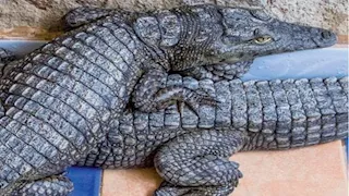 رعب بين سكان قرية هندية.. تمساح يفترس امرأة أثناء غسل الملابس (فيديو)