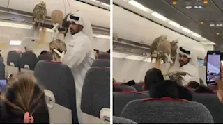 مسافر يثير الجدل باصطحاب 5 صقور على متن طائرة ركاب (فيديو)