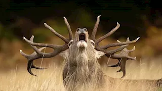 25 صورة تخطف الأنفاس.. أجمل لحظات الحياة البرية في 2025