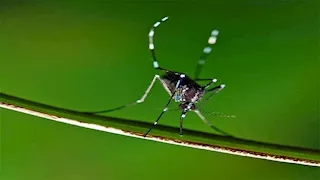 دولة وحيدة بلا بعوض.. ما سر غياب الحشرة الماصة للدماء عنها؟