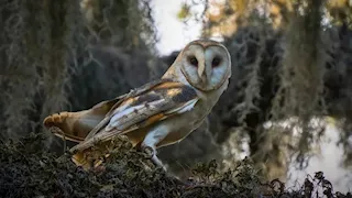 أفضل السمع في العالم الحيواني.. من يسمع ما لا نسمعه نحن؟