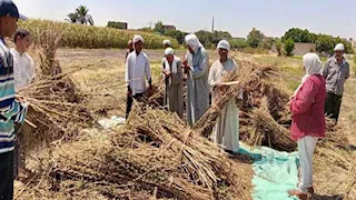 المحاصيل الزيتية تُزين حقول المنيا.. إنتاجية مبشرة هذا العام (صور)