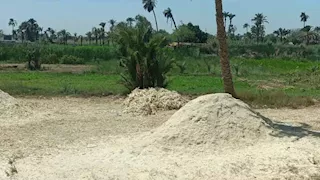 "من التبن لمُصاص القصب".. حل بديل لأزمة علف المواشي بالمنيا (صور)