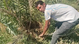 زراعة الوادي الجديد تكثف المتابعات لمكافحة سوسة النخيل الحمراء (صور)