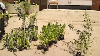 أسوان تستعد للعام الدراسي الجديد بتشجير المدارس ورفع الإشغالات