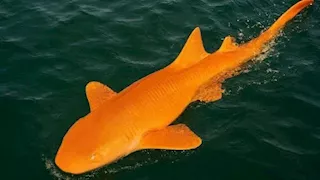 اكتشاف أول سمكة قرش برتقالية زاهية في البحر الكاريبي "صور"