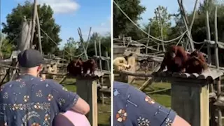 فيديو مؤثر.. قرد يصفق ويتفاعل بطريقة غريبة مع عرض موسيقي 