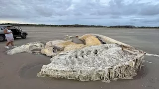 طوله 21 مترا.. مخلوق غامض يثير الرعب على شاطئ ويلز (صور)