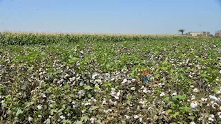 "يا لوزة يم جلاجل".. ابتسامات الفلاحين ثمار تُجنى مع القطن بأسيوط ( فيديو وصور)