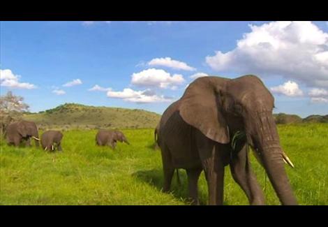 بيطريون بجنوب أفريقيا يقترحون حلا غريبا للحد من "تزايد عدد الفيلة"