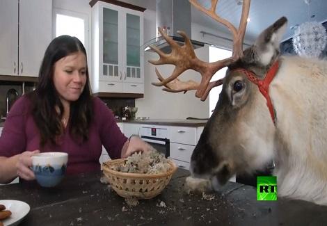 حيوان "الرنة" البرى يشارك فتاة فلندية العيش في منزلها