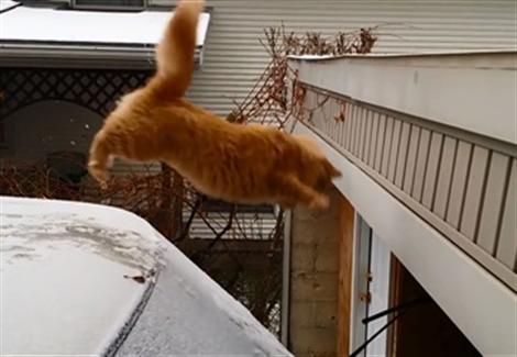 القطة التي جذبت أنظار الملايين لحظة فشلها في القفز إلى أحد الأسطح