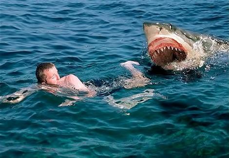 رئيس قطاع حماية الطبيعة: حوادث هجوم القرش تزايدت خلال الـ 15 سنة الأخيرة بالبحر الأحمر  