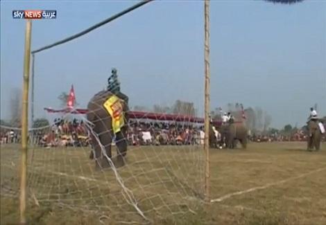 الأفيال تنظم مباراة لكرة القدم في نيبال