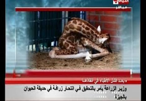  إنتحار "روكا" زرافة حديقة الحيوان بالجيزة ووزير الزراعة يأمر بالتحقيق في الحادث