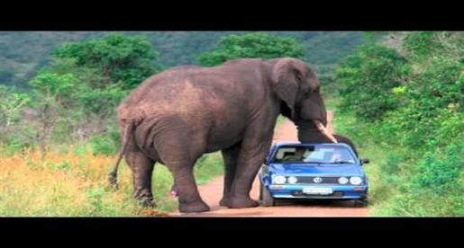 فيل يهاجم سيارة ويتلاعب بها كدمية