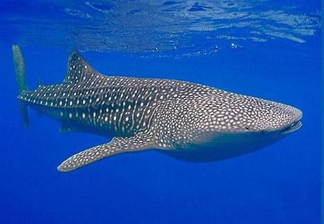 ظهور القرش الحوت بطول 8 أمتار على شواطىء "جزيرة الجفتون" بـ الغردقة
