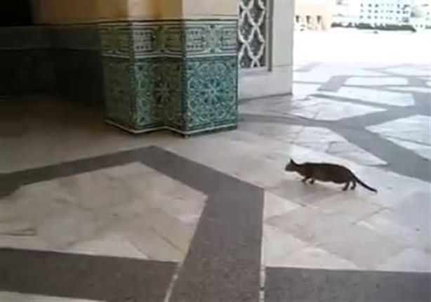 قط يصطاد فأراً بذكاء في المسجد النبوي