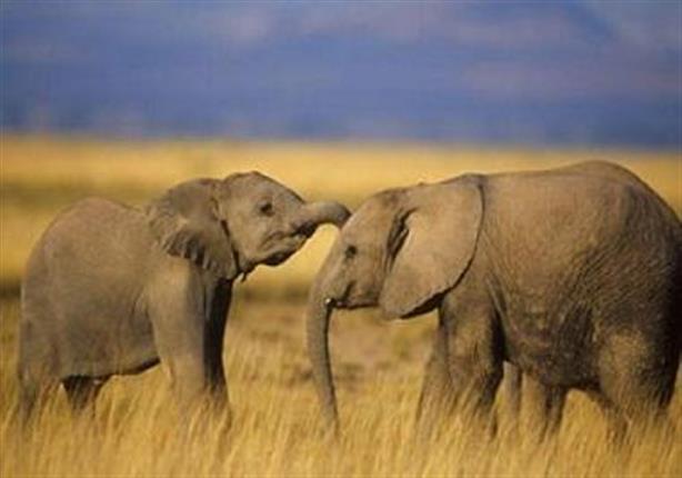 تسير الفيلة في قطعان لحماية صغارها يعتبر هذا التكيف