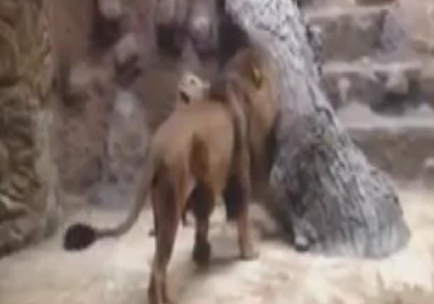 أسد يقتل زوجته أمام الزوار في حديقة حيوان ببولندا 