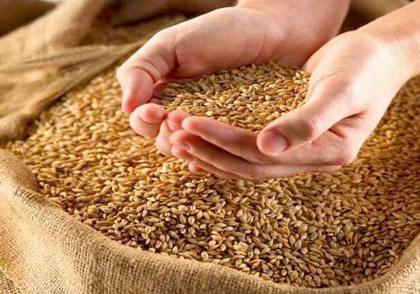  الرزاعة: استنباط تقاوي المحاصيل الاستراتيجية كالأرز والقمح والذرة محليًا