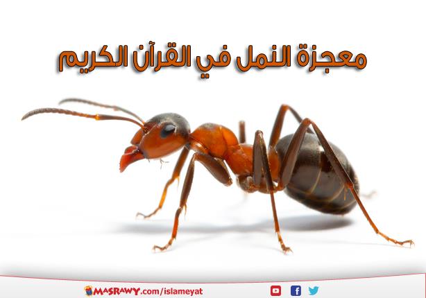 معجزة النمل في القرآن الكريم مصراوي