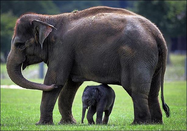 فيل صغير يسقط في حفرة ويصرخ طالباً النجدة من أمه