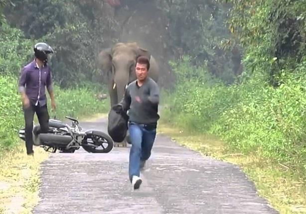 فيل يقطع الطريق امام شابين يستقلان دراجة نارية