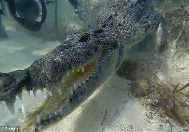 تمساح يسرق كاميرا من مصور تحت الماء