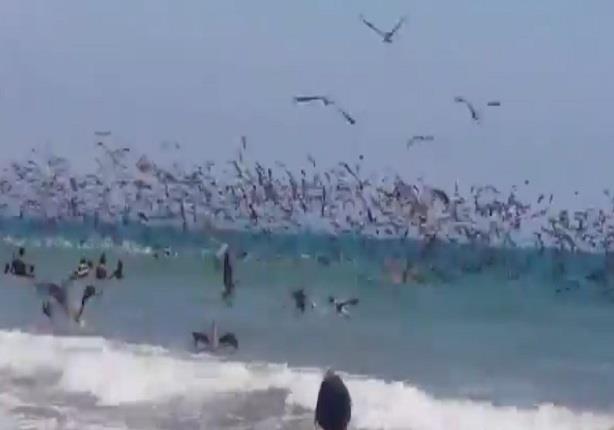فيديو نادر لهجوم مجموعة من طيور البجع على الأسماك وسط البحر