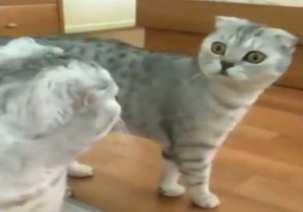 قطة تصاب بصدمة عندما ترى صورتها في المرآة