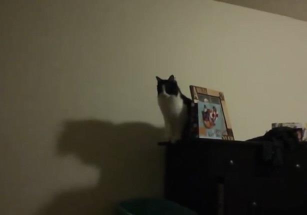 قطة تقفز بطريقة غير عادية