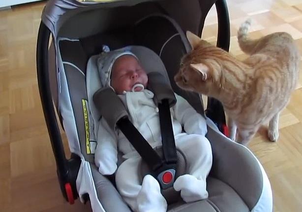 قطة أول مرة تري طفل صغير