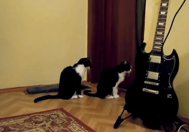 قطة تحاول الاعتذار إلى قطة أخرى