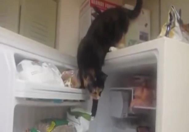 قطة تسرق الأكل من الثلاجة