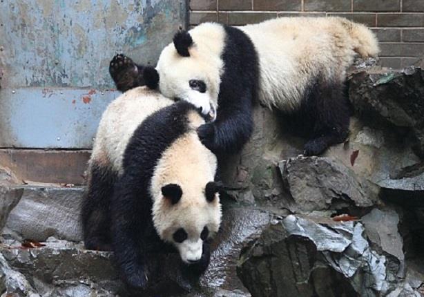 صغيرا الباندا يلعبان الغميضة بحديقة حيوان في الصين