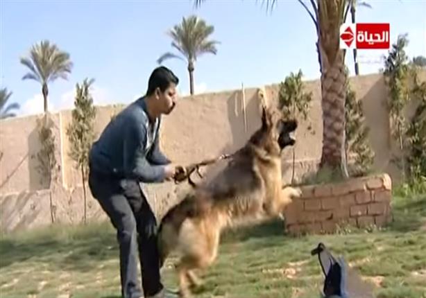 كيف يتم تدريب الكلاب البولوسية للكشف على المتفجرات والمخدرات