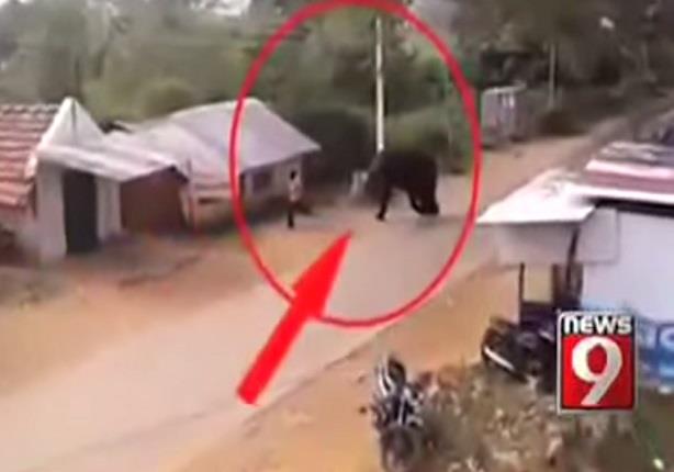 فيل هائج يهاجم رجل ويصيبه بجروح خطيرة