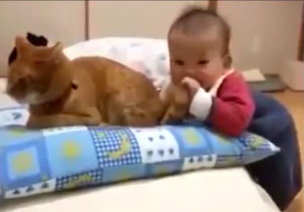 شاهد رد فعل قطة بعد عض طفل زيلها