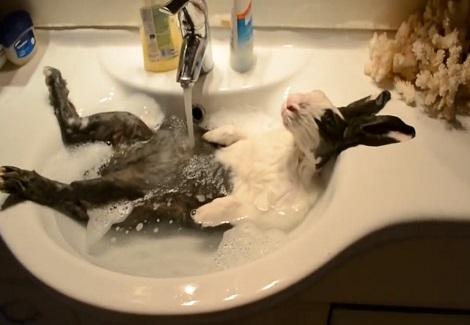 أرنب برى يستمتع بـ"حمام ساخن" بإسترخاء تام