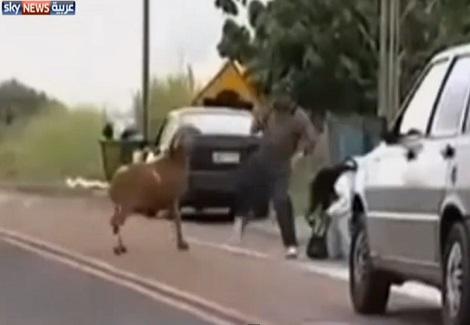 بالبرازيل .. "خروف" متوحش يرعب المارة ورجال الشرطة